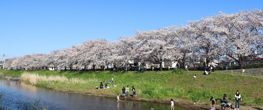 黒目川の満開の桜