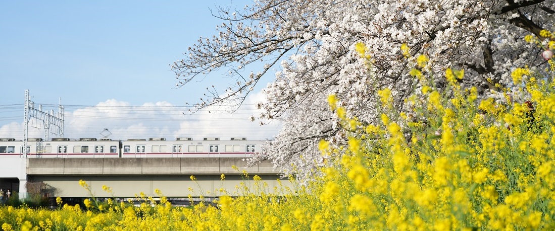 春の黒目川(R70610~)