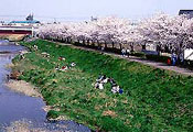 黒目川の桜