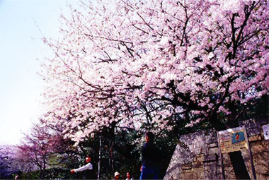 開花した桜