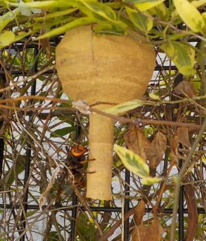 スズメバチ巣 とっくり型