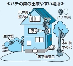 ハチにご注意ください 朝霞市