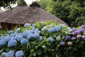 旧高橋家住宅に咲いているあじさいの画像