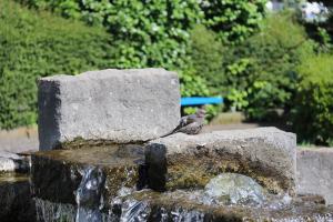 朝霞市役所の池の前の池にいる鳥
