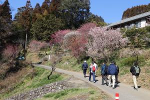 梅香おごせハイキングの様子