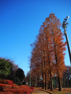 作品写真　黄金の木々...空へ。