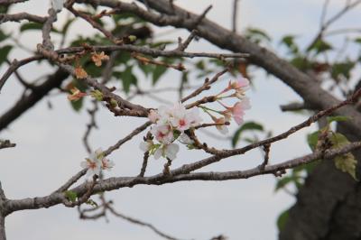 桜の花１