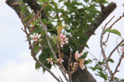 桜の花２