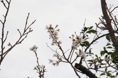 桜の花３