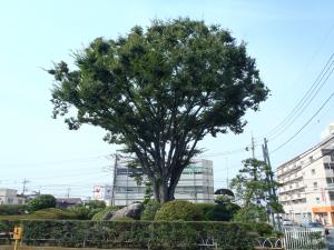 市役所庁舎前緑地のケヤキ