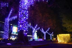 中央公園のイルミネーション全景