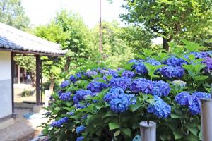 旧高橋家住宅で咲いている青色の紫陽花