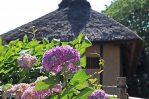 旧高橋家住宅で咲いている紫の紫陽花