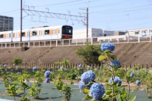 浜崎黒目花広場で咲き始めた紫陽花