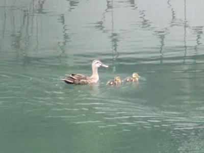 子ガモと親カモ