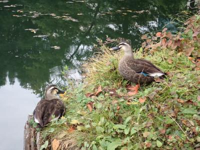 岸辺のカルガモ