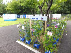 展示の様子(あさがお)