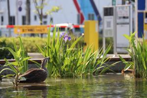 カルガモが水辺に咲いたカキツバタを見上げています