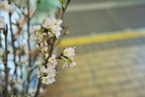 啓翁桜の開花の様子です。ピンクで可愛らしい花を咲かせています。