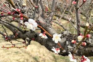 越生梅林で咲き誇る梅の花の写真です。梅の木特有の黒くうねった幹に、白い可憐な花が咲いています。