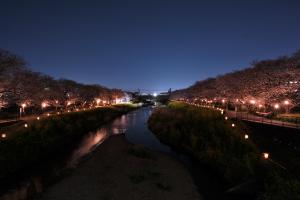 黒目川の夜桜の写真です。黒目川の両岸をライトに照らされた桜が彩り、幻想的な風景を演出しています。