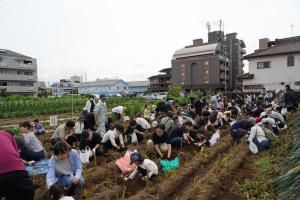 体験の様子の写真です。参加者が畑のうねに集まり、じゃがいものツルを引っ張りながら、掘り起こしています。