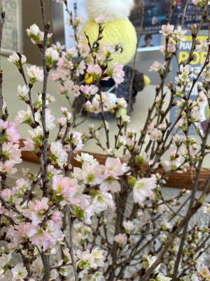 細いしなやかな枝にたくさんの花をつけている写真