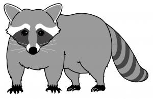 アライグマのイラスト