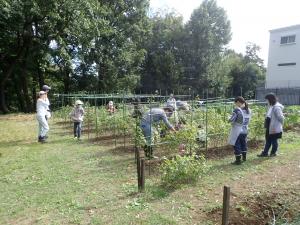 旧高橋家住宅活用事業「綿育て隊」の様子