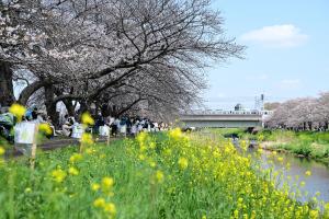 花まつりの様子の写真です。川沿いには桜や菜の花が咲き、春の訪れを感じます