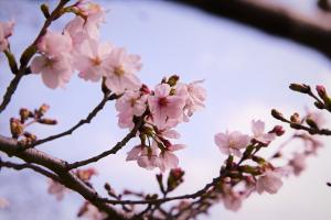 花まつりの様子の写真です。桜が、かわいい花を咲かせています。