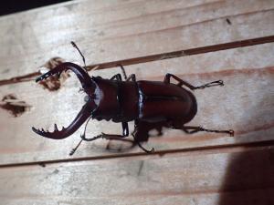 過去の夜の昆虫観察