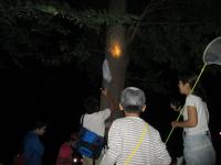 過去の虫捕りの様子