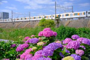 浜崎黒目花広場に咲くあじさいです紫色の花がたくさん咲くなか、東武線が走ります