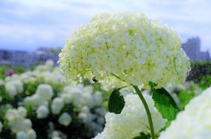 浜崎黒目花広場に咲くあじさいです白色の花の色です