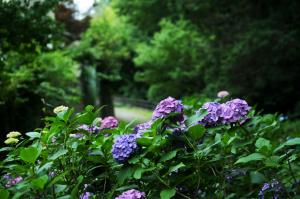 水久保公園に咲くあじさいです。緑と紫色のコントラストが素敵です。
