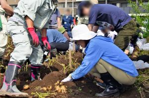 じゃがいも堀り体験の様子の写真です。市長がじゃがいも畑で芋ほり体験をしています。