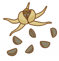アサガオの種