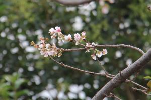 10月に桜が咲きました