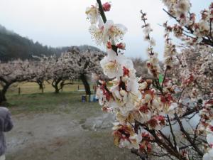 越生梅林に咲く梅の花の様子です。曇天を背景に白く美しい梅の花が、満開に咲き誇っています。