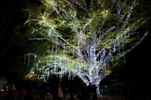 大きな木に光が灯っている写真