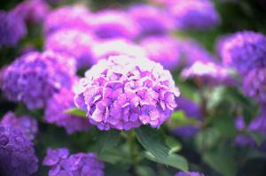 浜崎黒目花広場に咲くあじさいです紫色の花の色です
