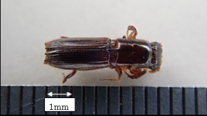 採取されたカキノナガキクイムシ（埼玉県ホームページより引用）