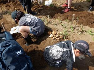 過去のじゃがいも堀りの様子