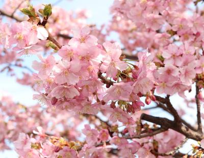 河津桜